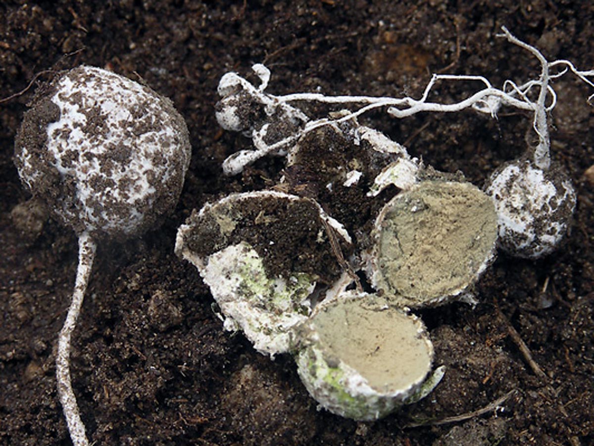 Представитель Семейства Gastrosporiaceae